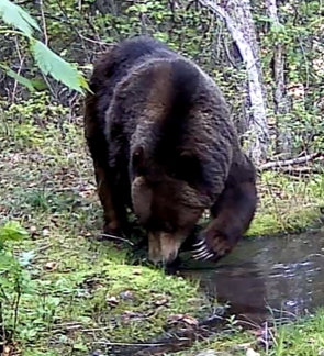 Bitterroot Logging Pause: No Relevant Info in Context